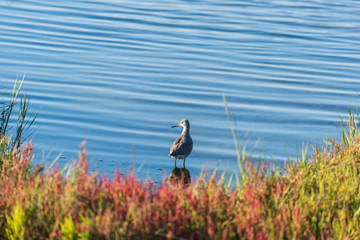 Willet