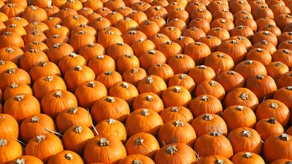 Orange pumpkins as a halloween background