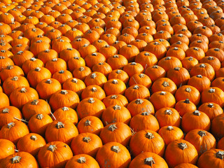 Fototapeta premium Orange pumpkins as a halloween background