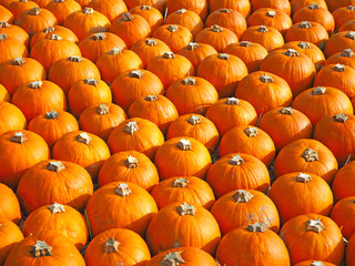Orange pumpkins as a halloween background