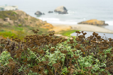 The view in Lands End, San Francisco. summer , cloud , rock , plant, sea