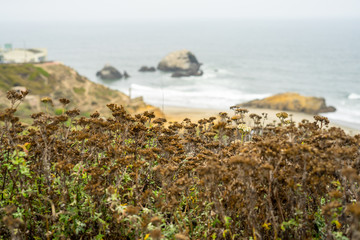 The view in Lands End, San Francisco. summer , cloud , rock , plant, sea