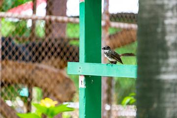 White-rumped shama On a branch in a national park