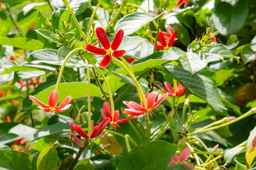 Quisqualis indica also known as the Chinese honeysuckle, Rangoon Creeper