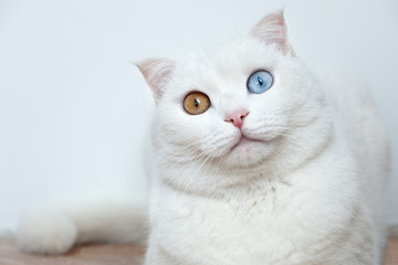 Fototapeta premium cat with different colored eyes