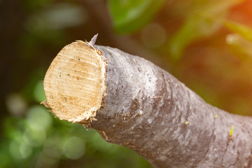 Destroy jungle, Logs extracted from a sustainable forest under sunshine.