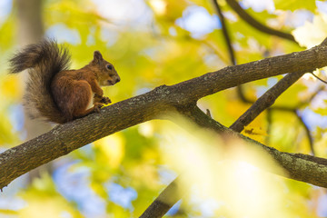 The squirrel sitting in the branch of a tree in the park on in the forest on the warm and sunny autumn  day on the background of yellow leaves