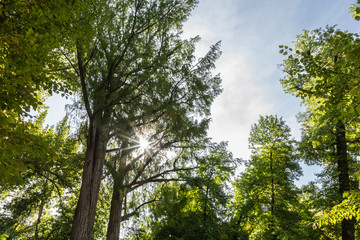 Garden of the prince in Aranjuez in the vicinity of the royal palace.