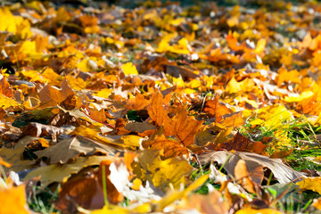 Park in the fall