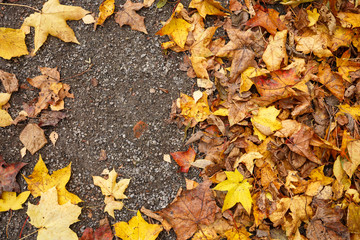Top view on multicolored dried leaves on the ground. Autumn in the park.