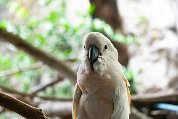 Severe white macaw Parrot,Close up The Chestnut fronted Macaw