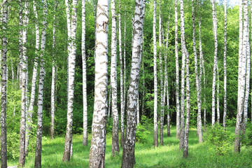 Fototapeta premium Beautiful birch trees with white birch bark in birch grove with green birch leaves