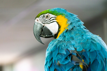 Severe Macaw Parrot,Close up The Chestnut fronted Macaw
