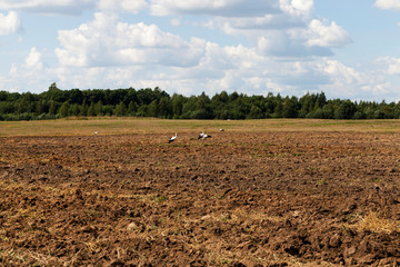 stork field