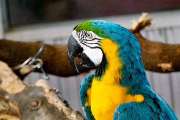 Severe Macaw Parrot,Close up The Chestnut fronted Macaw