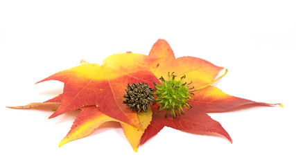 Blätter und Früchte vom amerikanischen Amberbaum,Liquidambar styraciflua