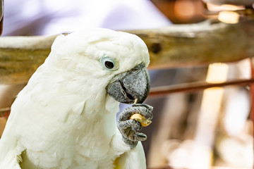 Severe white macaw Parrot,Close up The Chestnut fronted Macaw