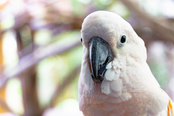 Severe white macaw Parrot,Close up The Chestnut fronted Macaw