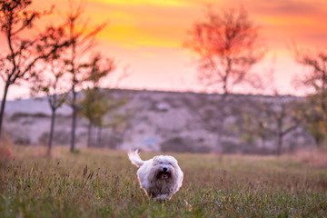 Little White Dog Running on an Autumn Meadow