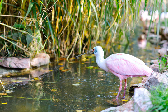 Beautiful pink spoonbill bird. Animal and bird park in Walsrode, Germany