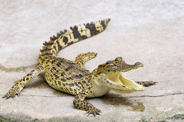 Crocodile in nature,Dangerous animals.