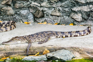 Crocodile in nature,Dangerous animals.