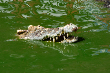 Crocodile in nature,Dangerous animals.