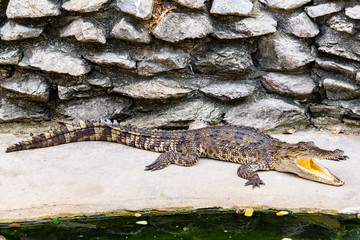 Crocodile in nature,Dangerous animals.