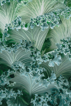 decorative cabbage, green flower, natural background.  vertical image