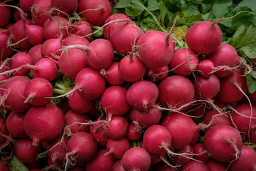 Red Radishes Found at the Farmer's Market
