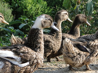 A group of Ducks