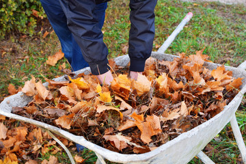 Hands throwing dry leaves old metal wheelbarrow in autumn day.  Seasonal work and backyard cleaning concept.