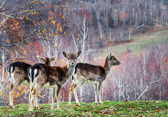 Group of red deer in autumnal meadow .Red deer in nature during late autumn. Wildlife with deer in the forest.