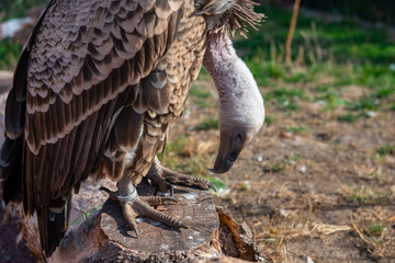 big gray- brown vulture in the zoo