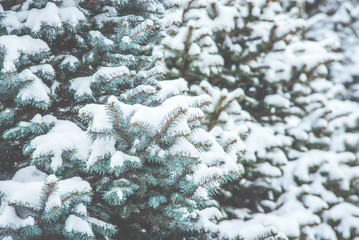 Frozen coniferous branches in white winter. Snowstorm.