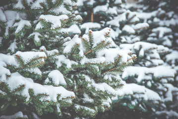Frozen coniferous branches in white winter. Snowstorm.