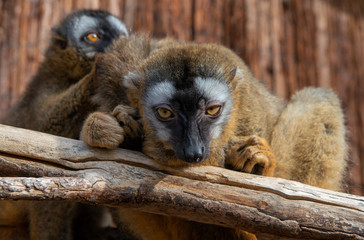 two brown lemurs in zoo