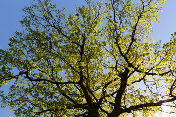 Fototapeta premium young foliage