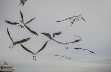 Flock of seaguls flying in a gray sky