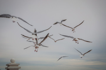 Flock of seaguls flying in a gray sky