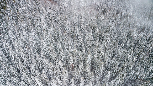 View of the snow-covered pines in the forest, top view