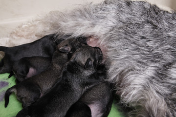 Newborn puppies. Miniature Schnauzer breed. Puppies eat milk from their mother.