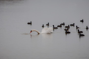 Wild white swan and black ducks on the pond in rainy weather. Saki, Crimea, Russia.