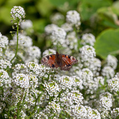 butterfly in the garden