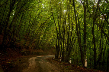 Obraz premium Steep road in Ai Petri mountains, Crimea, Russia. Sunlight falls throught the trees in autumn forest.