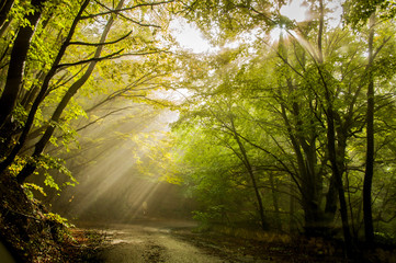 Fototapeta na wymiar Steep road in Ai Petri mountains, Crimea, Russia. Sunlight falls throught the trees in autumn forest.
