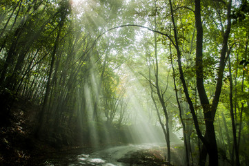 Steep road in Ai Petri mountains, Crimea, Russia. Sunlight falls throught the trees in autumn forest.