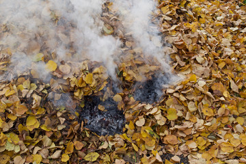Smoking autumn leaves