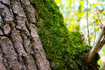 moss