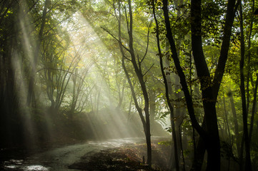 Fototapeta na wymiar Steep road in Ai Petri mountains, Crimea, Russia. Sunlight falls throught the trees in autumn forest.